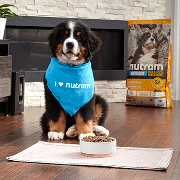 Dog with Nutram bandana